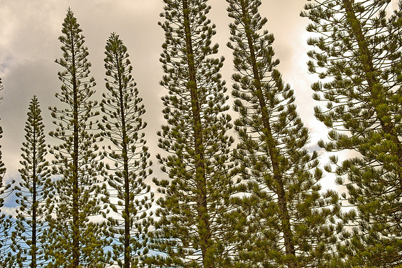 DSC_2468 S