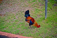 DSC_2447 S