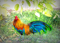 DCS_7827-topaz-denoise-studio