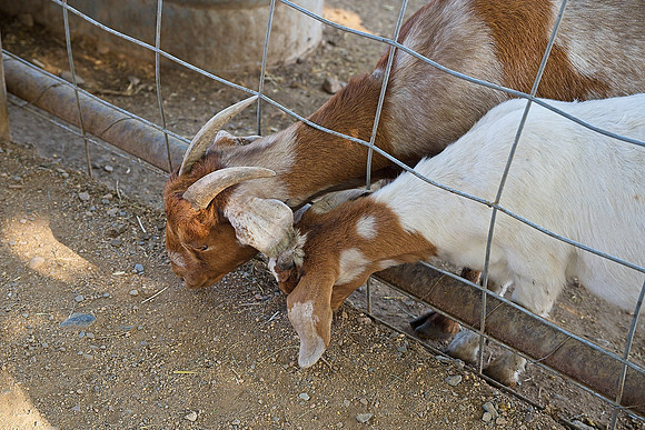 DSC_3727