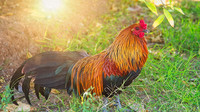 Rooater for print