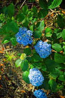 DSC_6886 a